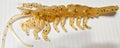 Realistic 4 1/4" Rattling UV Plastic Shrimp - Gold Flake