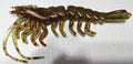 Realistic 4 1/4" Rattling UV Plastic Shrimp - Sea Green