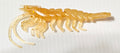 Realistic 4 1/4" Rattling UV Plastic Shrimp - Amber